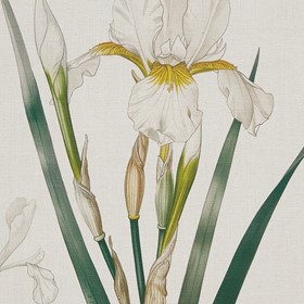 Olliix Wholesale