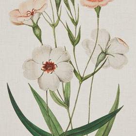 Olliix Wholesale